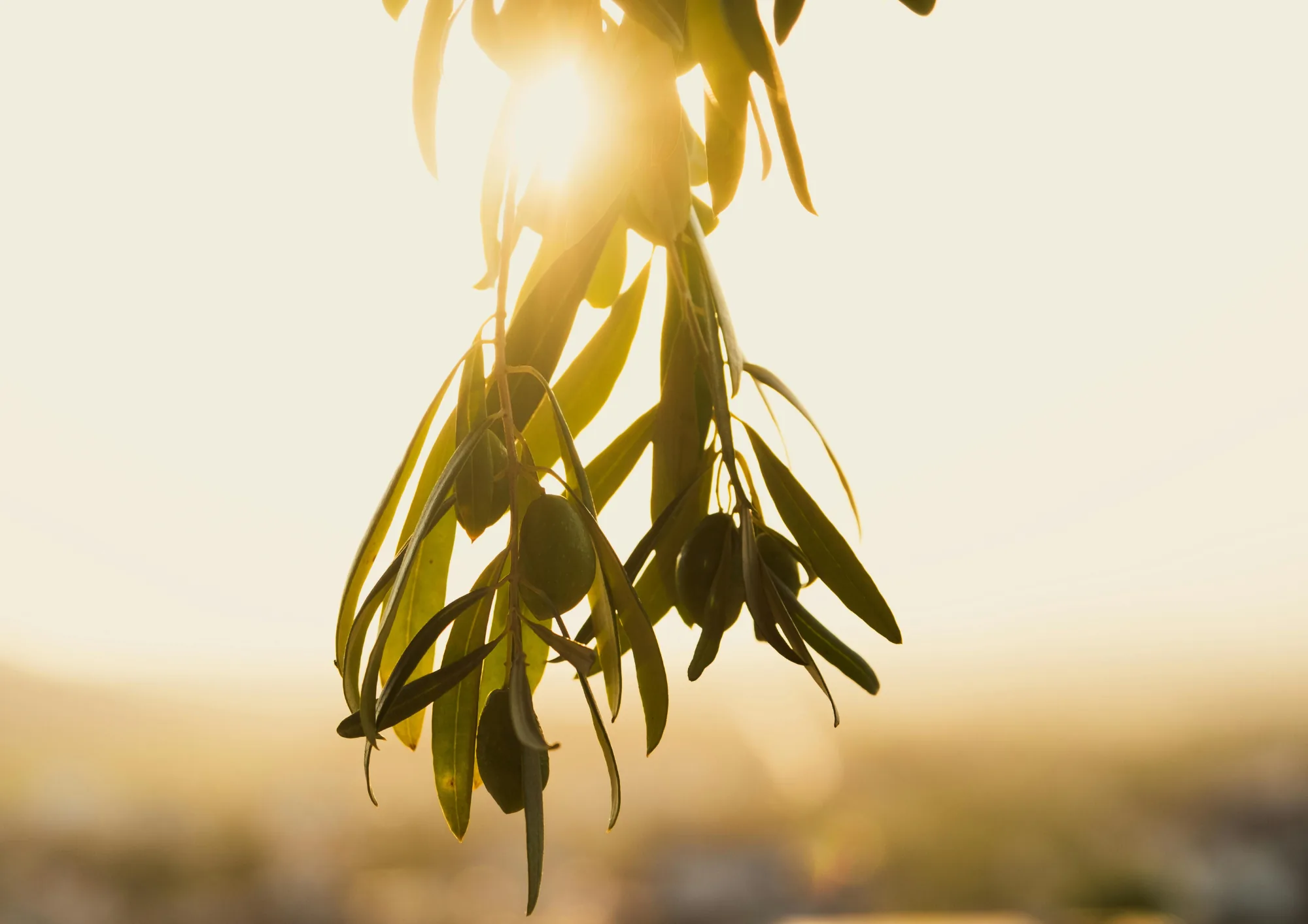 Olive grove at sunset in Petalidi